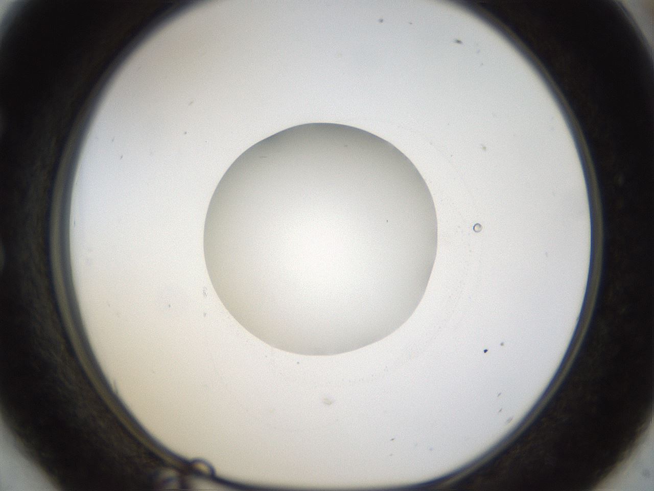 folderID40_plateID1040_batchID2096_wellNum54_profileID1_d1_r45682_ef.jpg