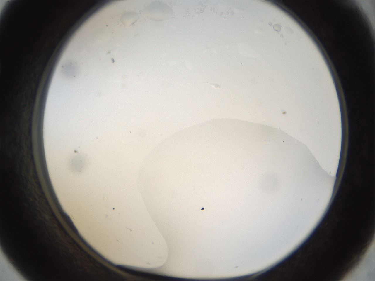folderID40_plateID1040_batchID2096_wellNum57_profileID1_d1_r45688_ef.jpg