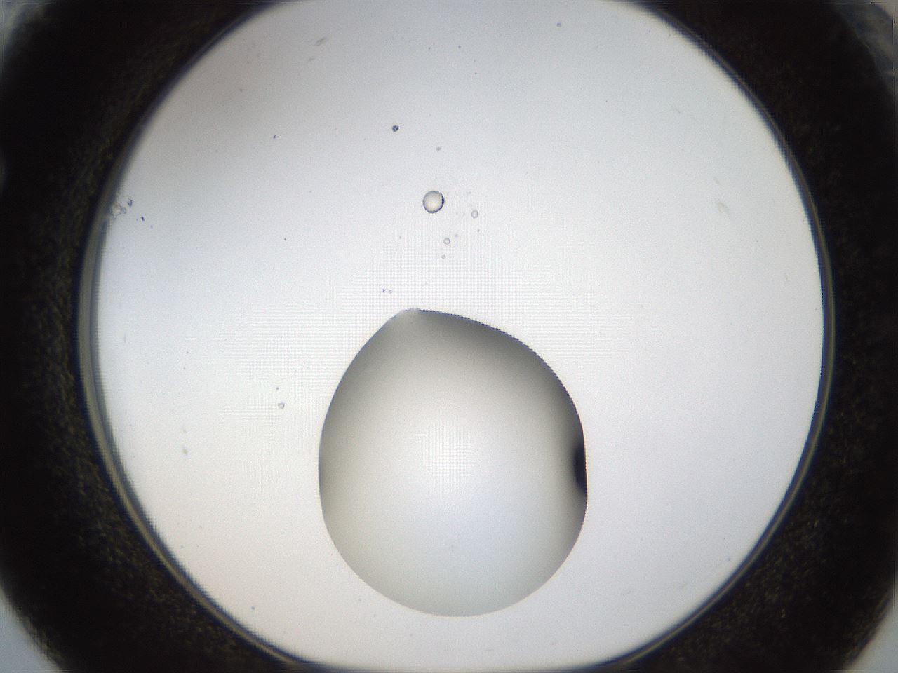 folderID40_plateID1040_batchID2096_wellNum61_profileID1_d1_r45696_ef.jpg