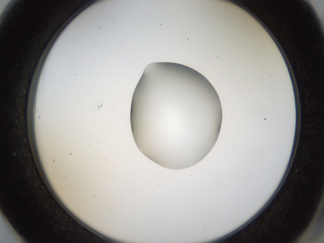 folderID40_plateID1040_batchID2096_wellNum61_profileID1_d2_r45697_ef.jpg