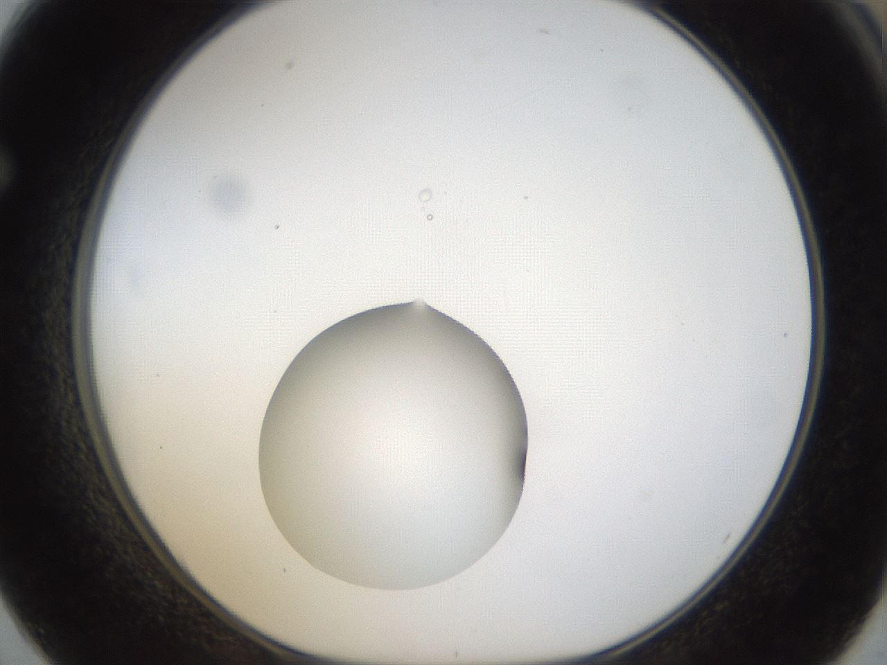 folderID40_plateID1040_batchID2096_wellNum62_profileID1_d1_r45698_ef.jpg