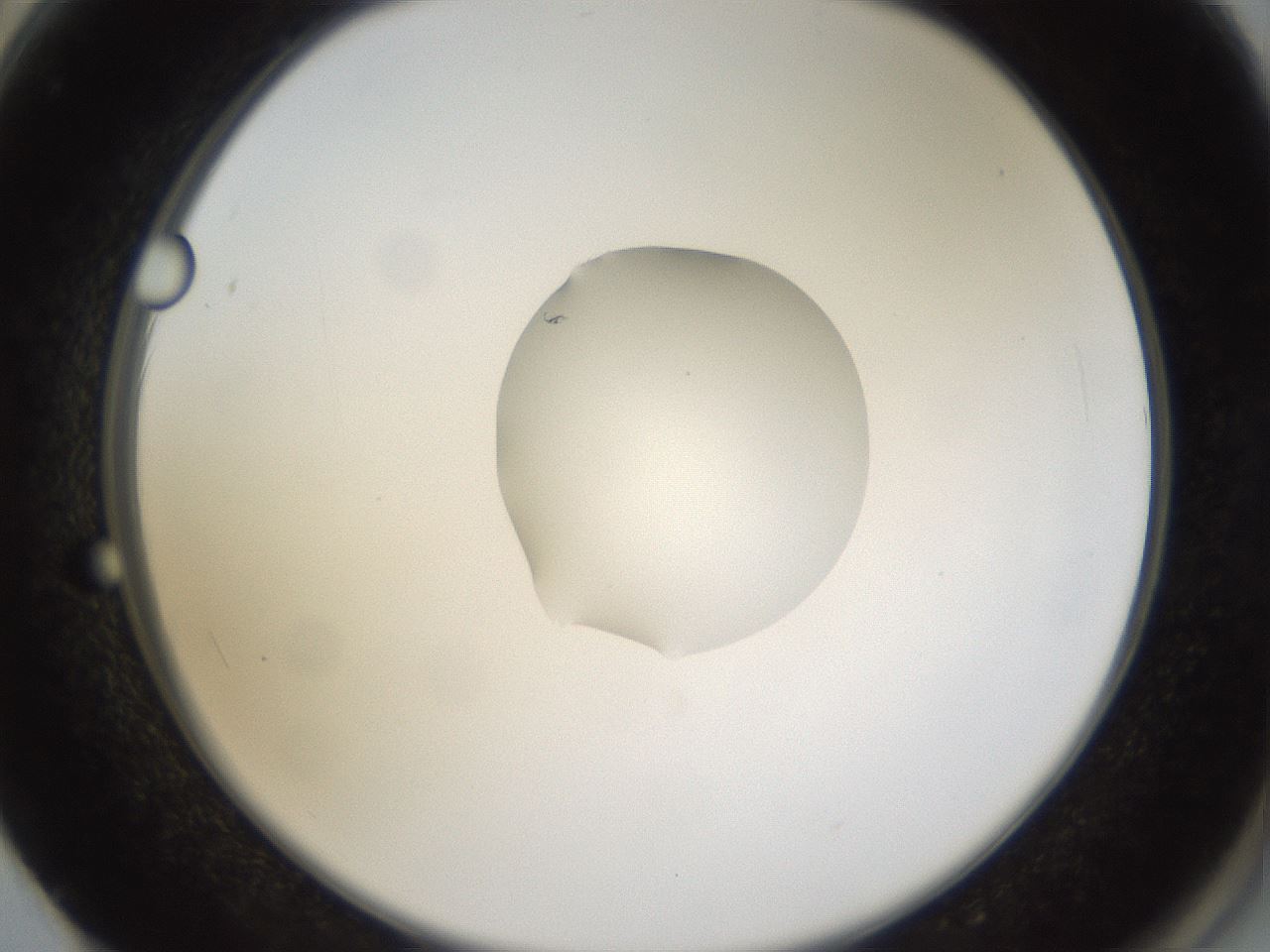 folderID40_plateID1040_batchID2096_wellNum62_profileID1_d2_r45699_ef.jpg