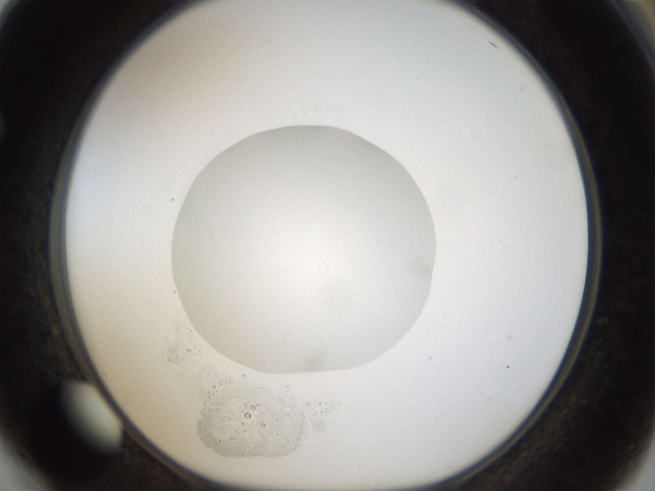 folderID40_plateID1040_batchID2096_wellNum64_profileID1_d1_r45702_ef.jpg