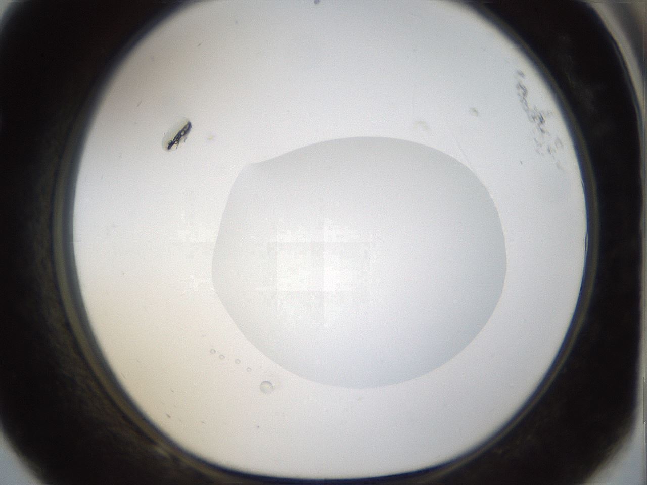 folderID40_plateID1040_batchID2096_wellNum68_profileID1_d1_r45710_ef.jpg