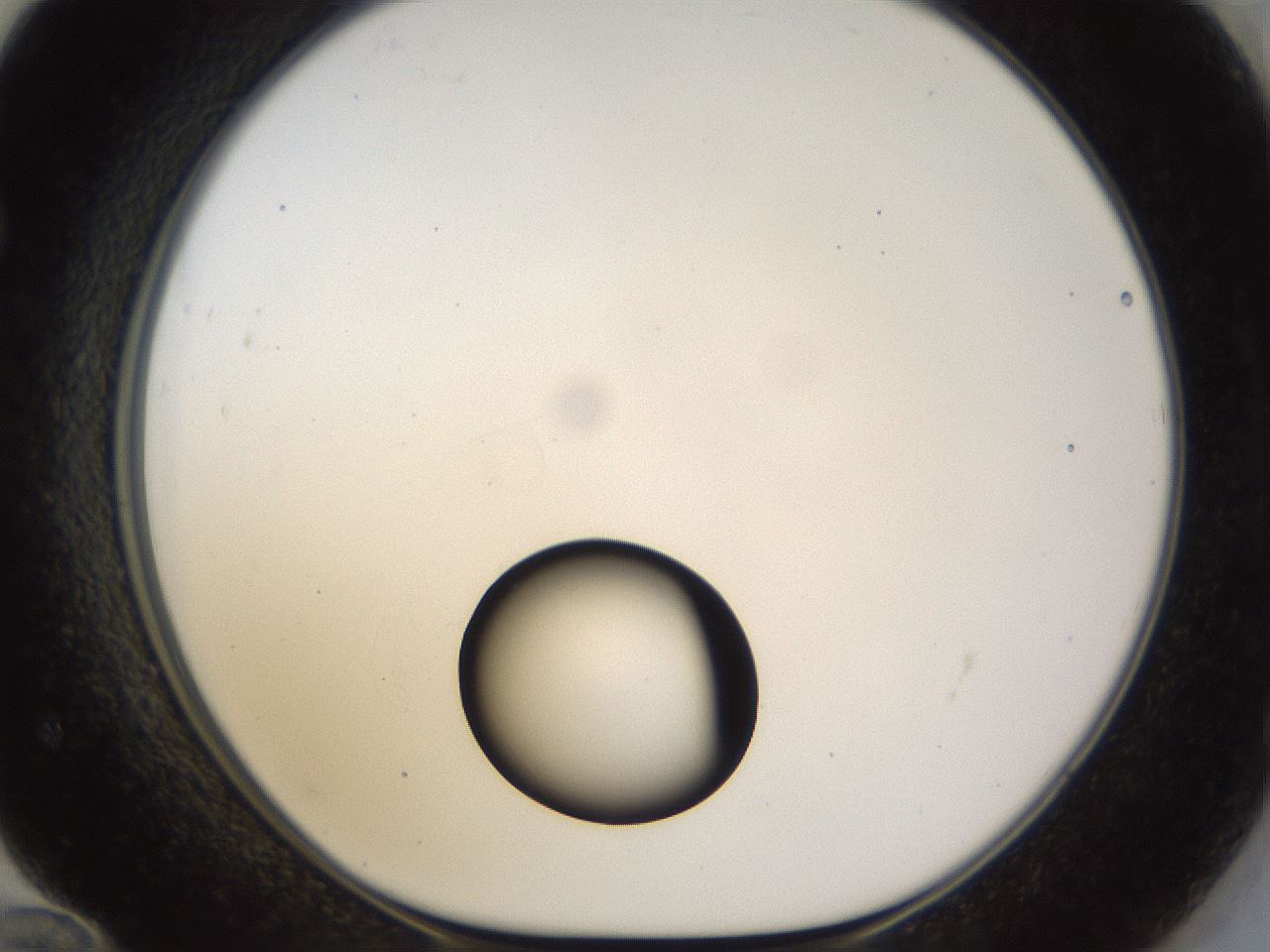 folderID40_plateID1040_batchID2096_wellNum72_profileID1_d1_r45718_ef.jpg
