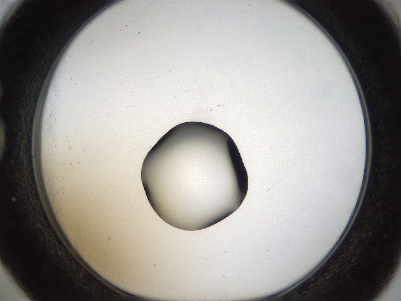 folderID40_plateID1040_batchID2096_wellNum73_profileID1_d1_r45720_ef.jpg