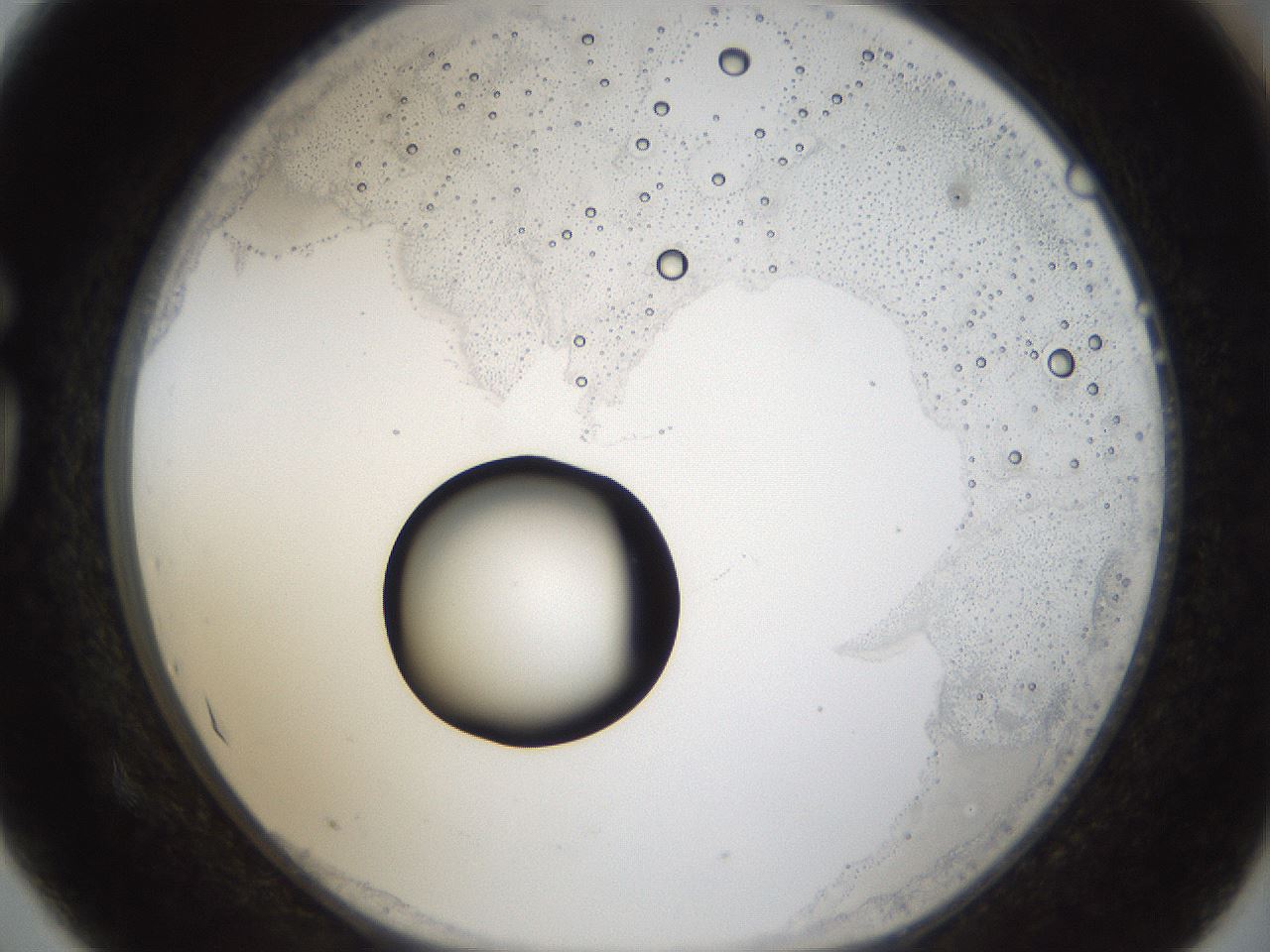 folderID40_plateID1040_batchID2096_wellNum75_profileID1_d1_r45724_ef.jpg