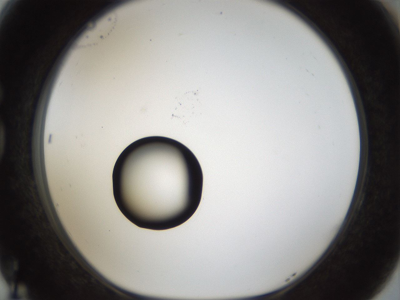 folderID40_plateID1040_batchID2096_wellNum77_profileID1_d1_r45728_ef.jpg