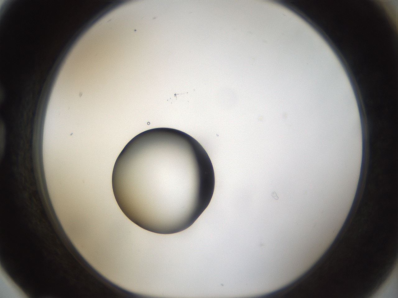 folderID40_plateID1040_batchID2096_wellNum78_profileID1_d1_r45730_ef.jpg