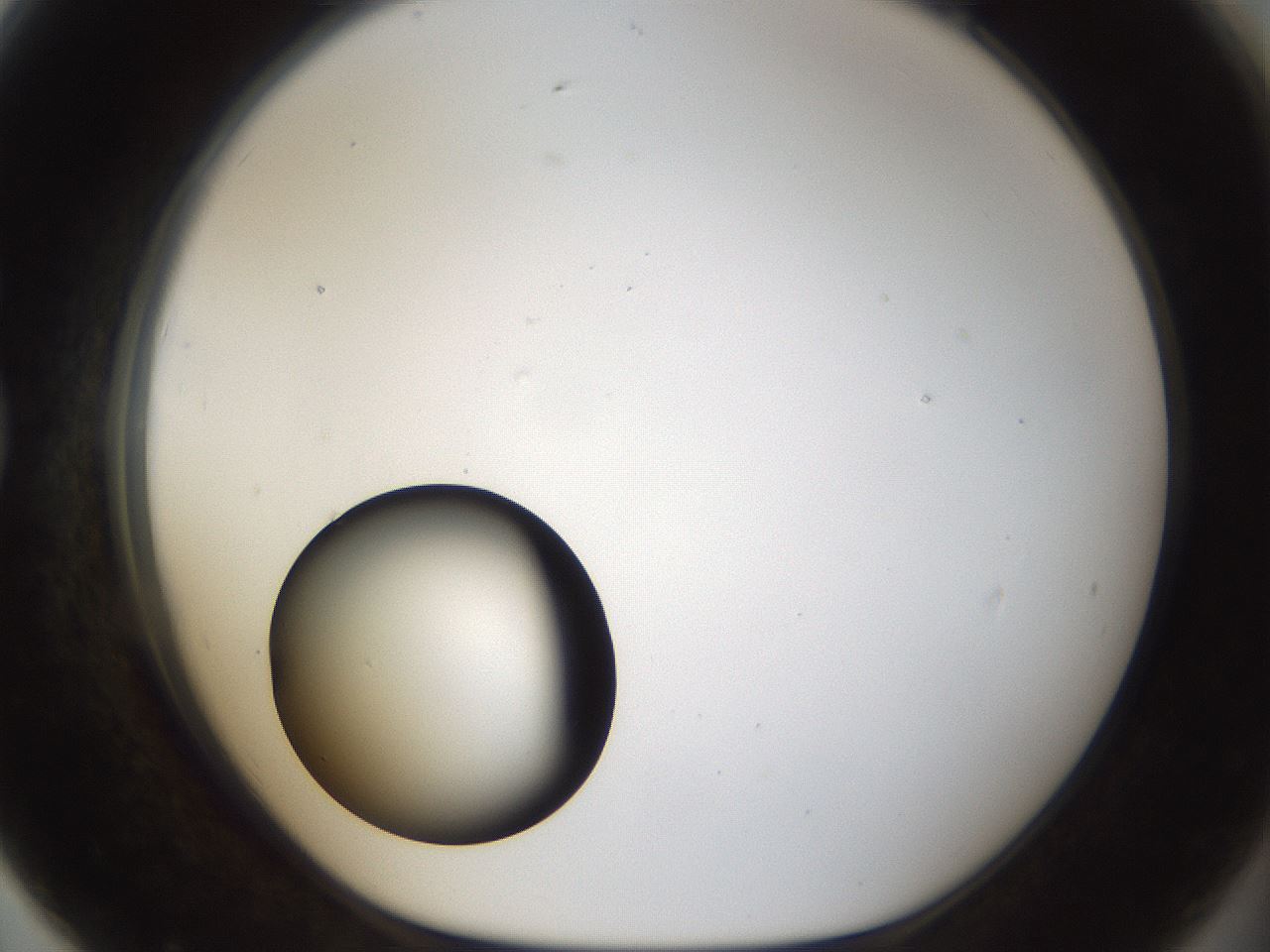 folderID40_plateID1040_batchID2096_wellNum79_profileID1_d1_r45732_ef.jpg