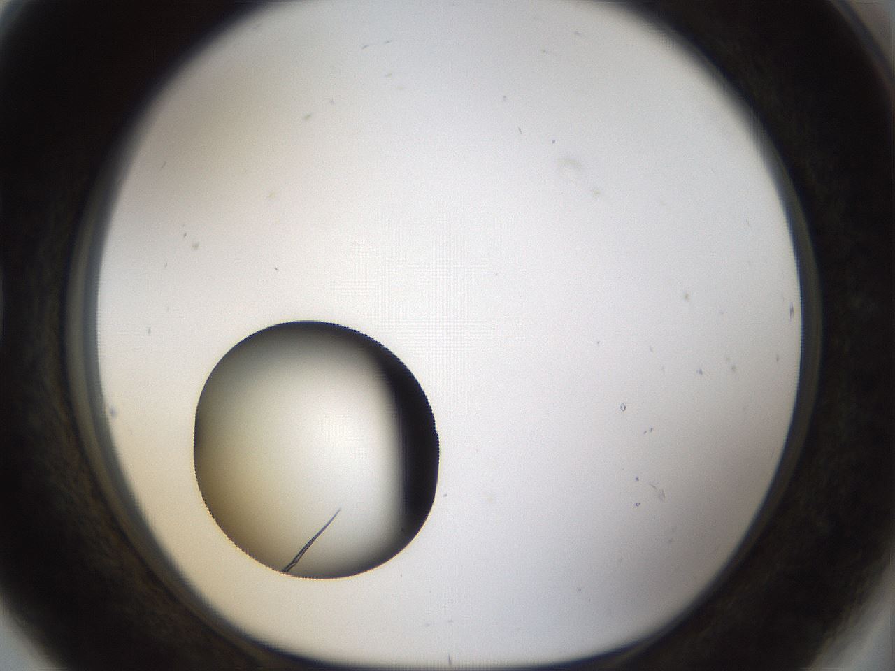 folderID40_plateID1040_batchID2096_wellNum80_profileID1_d1_r45734_ef.jpg