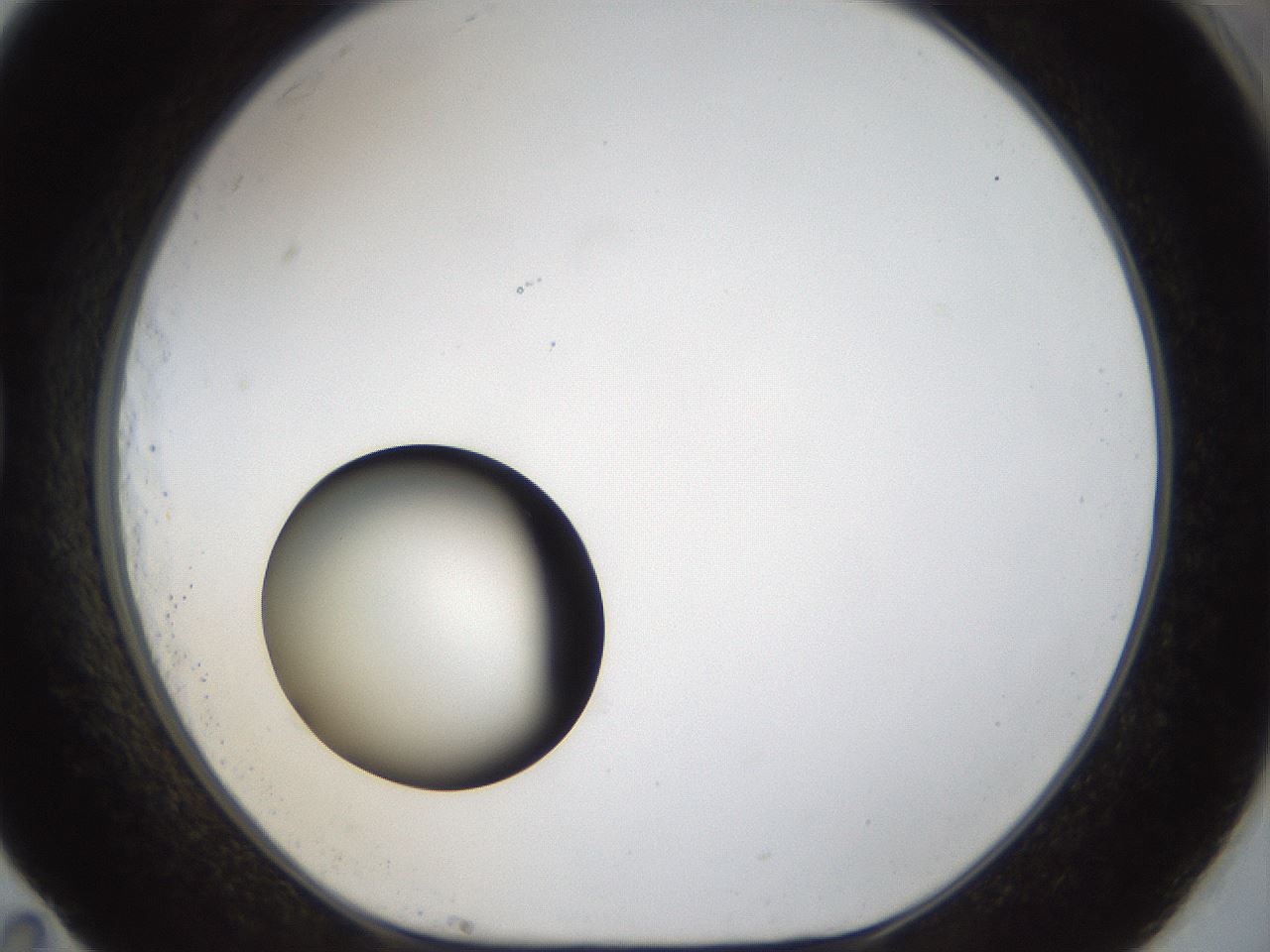 folderID40_plateID1040_batchID2096_wellNum83_profileID1_d1_r45740_ef.jpg