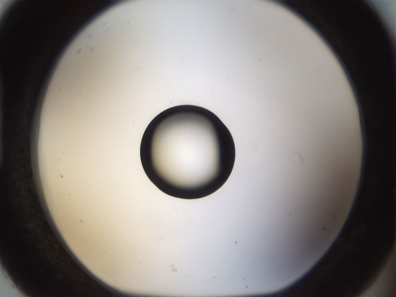 folderID40_plateID1040_batchID2096_wellNum92_profileID1_d1_r45758_ef.jpg