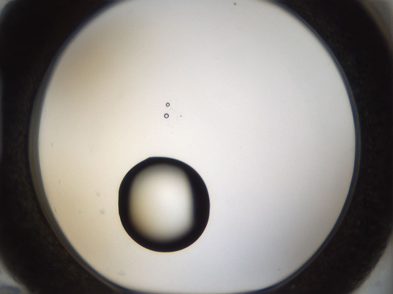 folderID40_plateID1040_batchID2096_wellNum94_profileID1_d1_r45762_ef.jpg