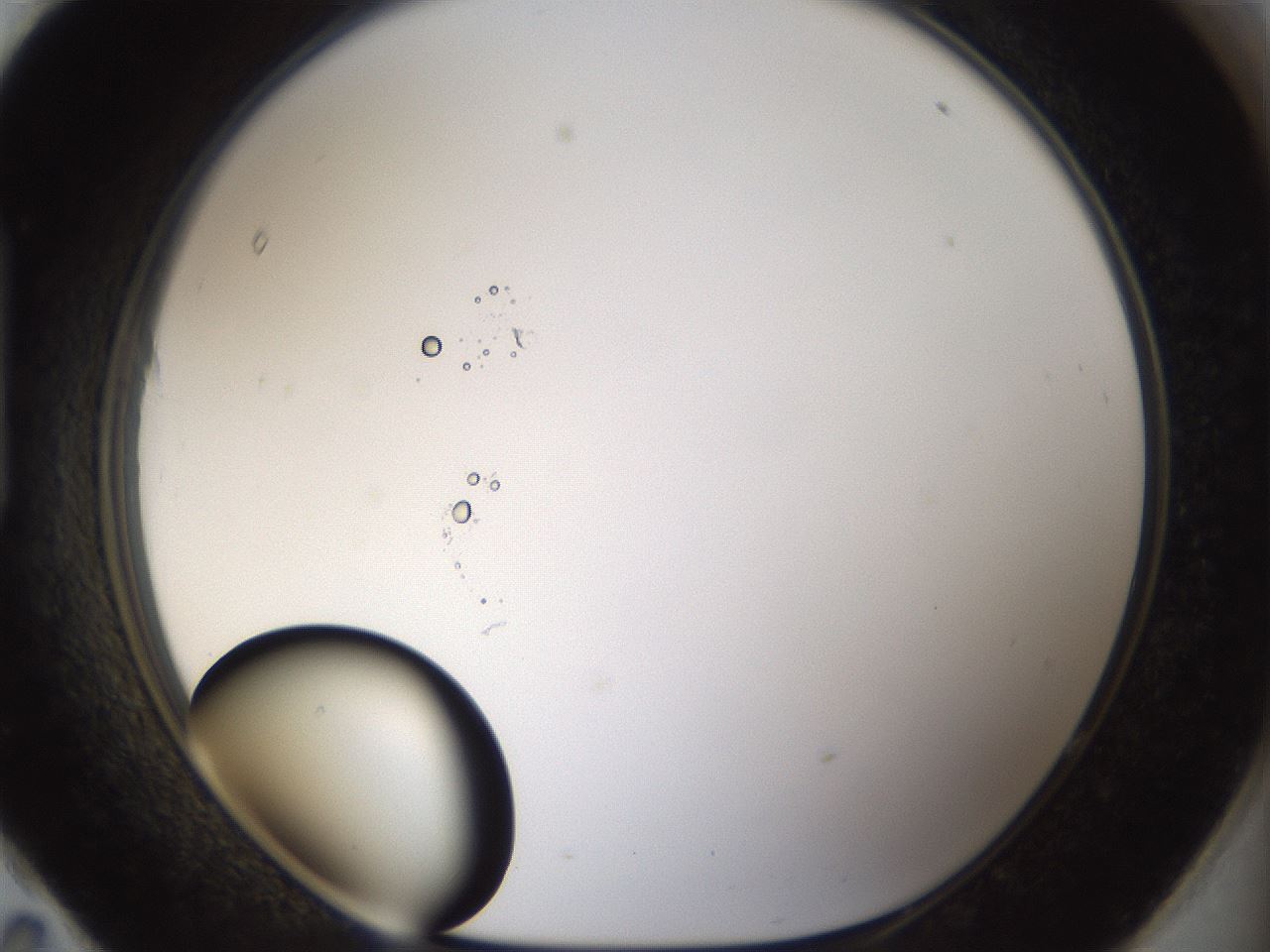 folderID40_plateID1040_batchID2096_wellNum95_profileID1_d1_r45764_ef.jpg