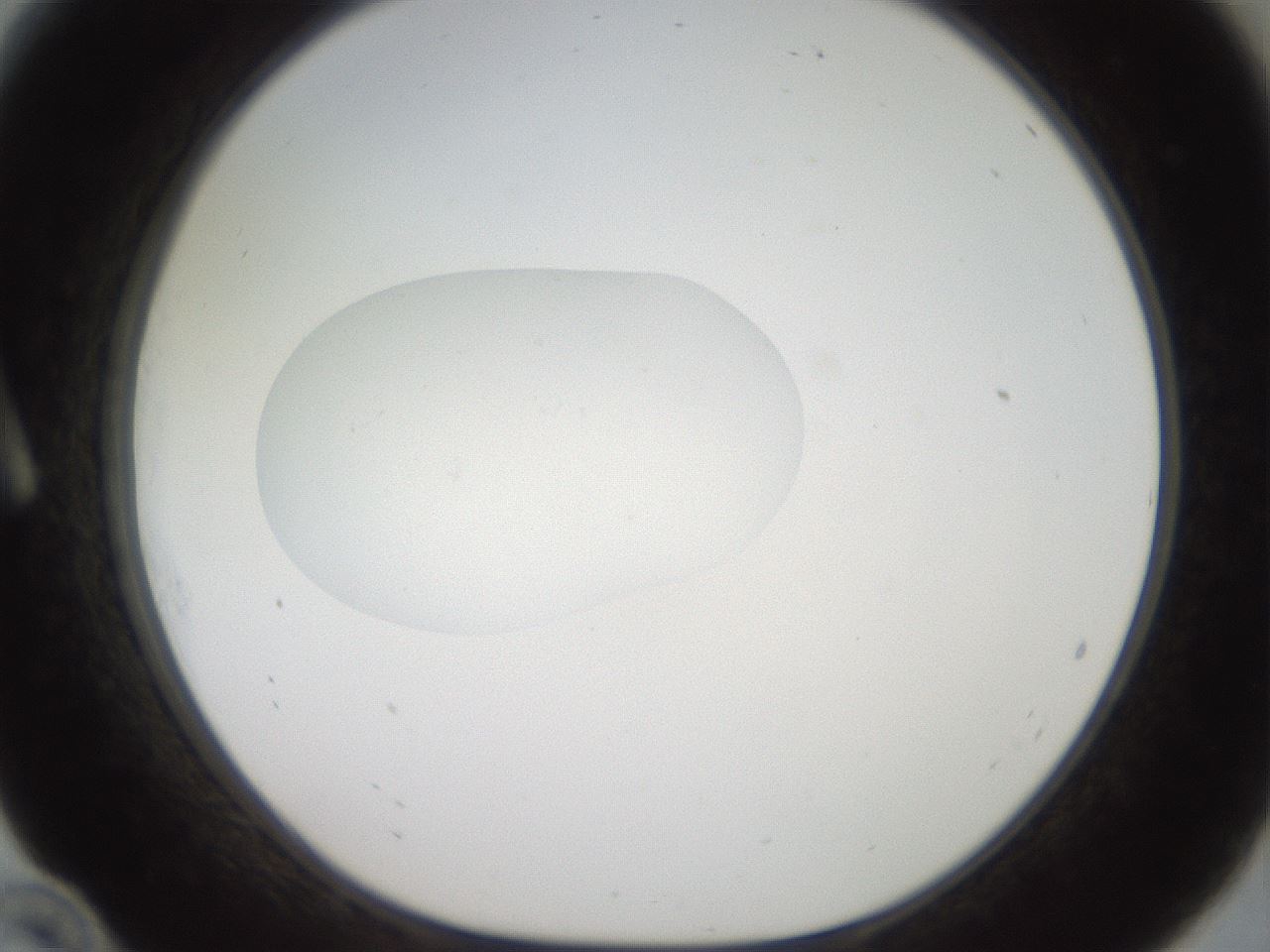 folderID40_plateID2040_batchID8993_wellNum10_profileID1_d1_r137481_ef.jpg