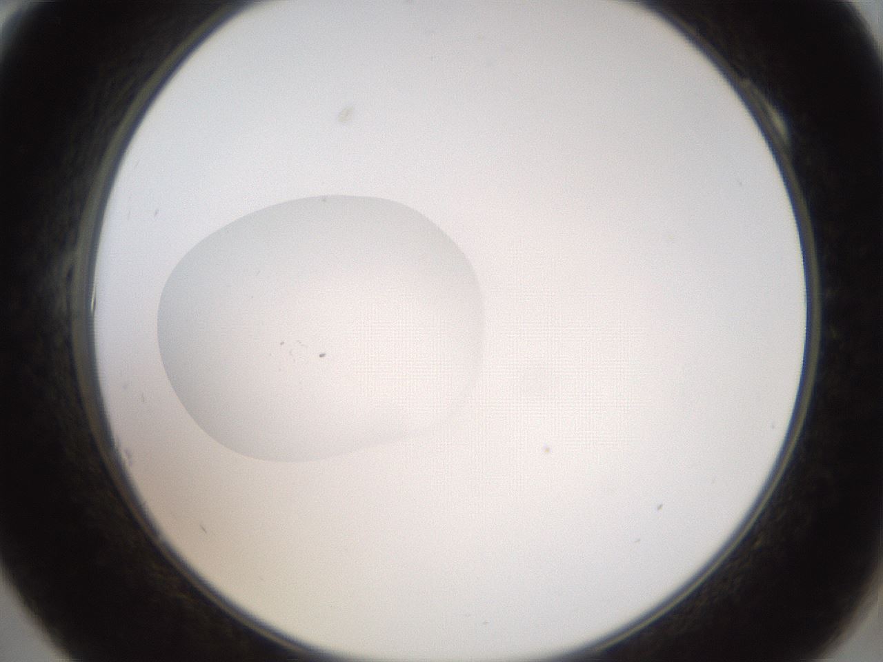folderID40_plateID2040_batchID8993_wellNum10_profileID1_d2_r137482_ef.jpg