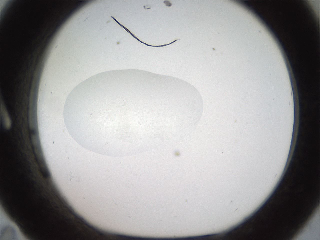 folderID40_plateID2040_batchID8993_wellNum11_profileID1_d1_r137483_ef.jpg