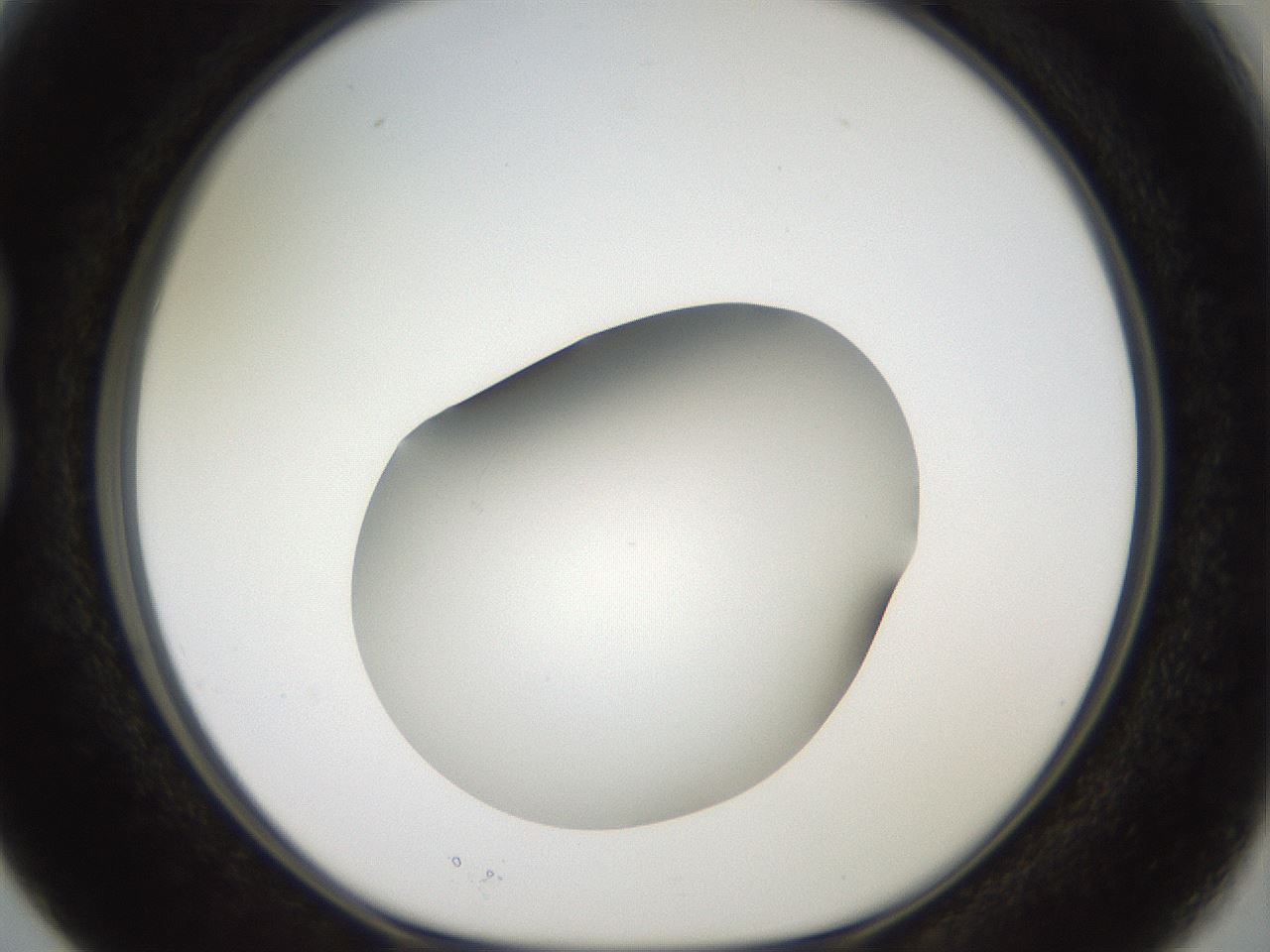 folderID40_plateID2040_batchID8993_wellNum15_profileID1_d1_r137491_ef.jpg