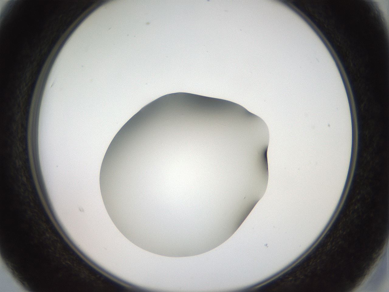 folderID40_plateID2040_batchID8993_wellNum15_profileID1_d2_r137492_ef.jpg