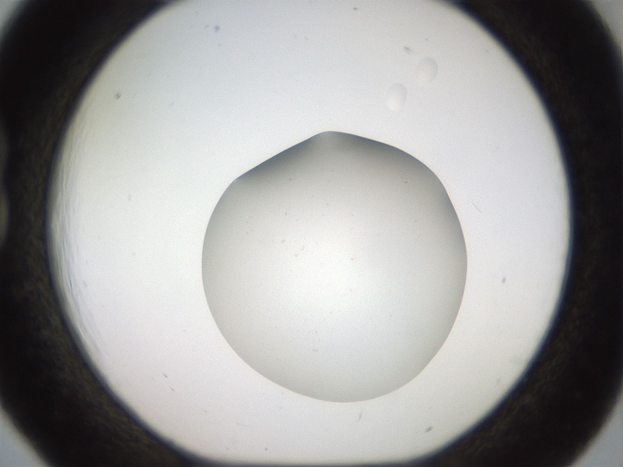 folderID40_plateID2040_batchID8993_wellNum18_profileID1_d1_r137497_ef.jpg