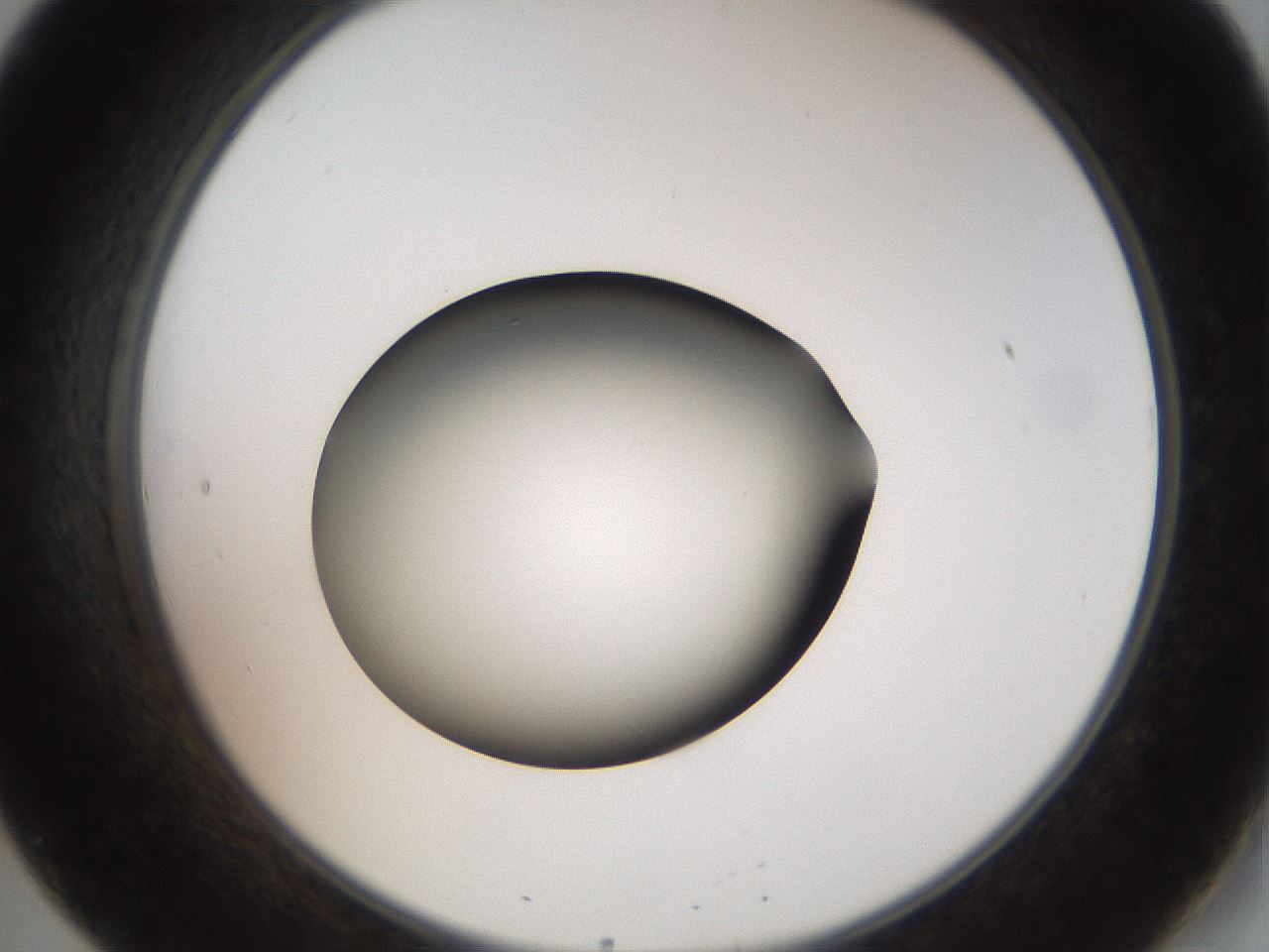 folderID40_plateID2040_batchID8993_wellNum20_profileID1_d2_r137502_ef.jpg