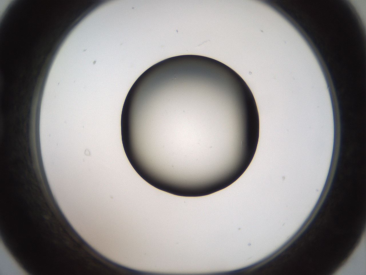 folderID40_plateID2040_batchID8993_wellNum21_profileID1_d1_r137503_ef.jpg