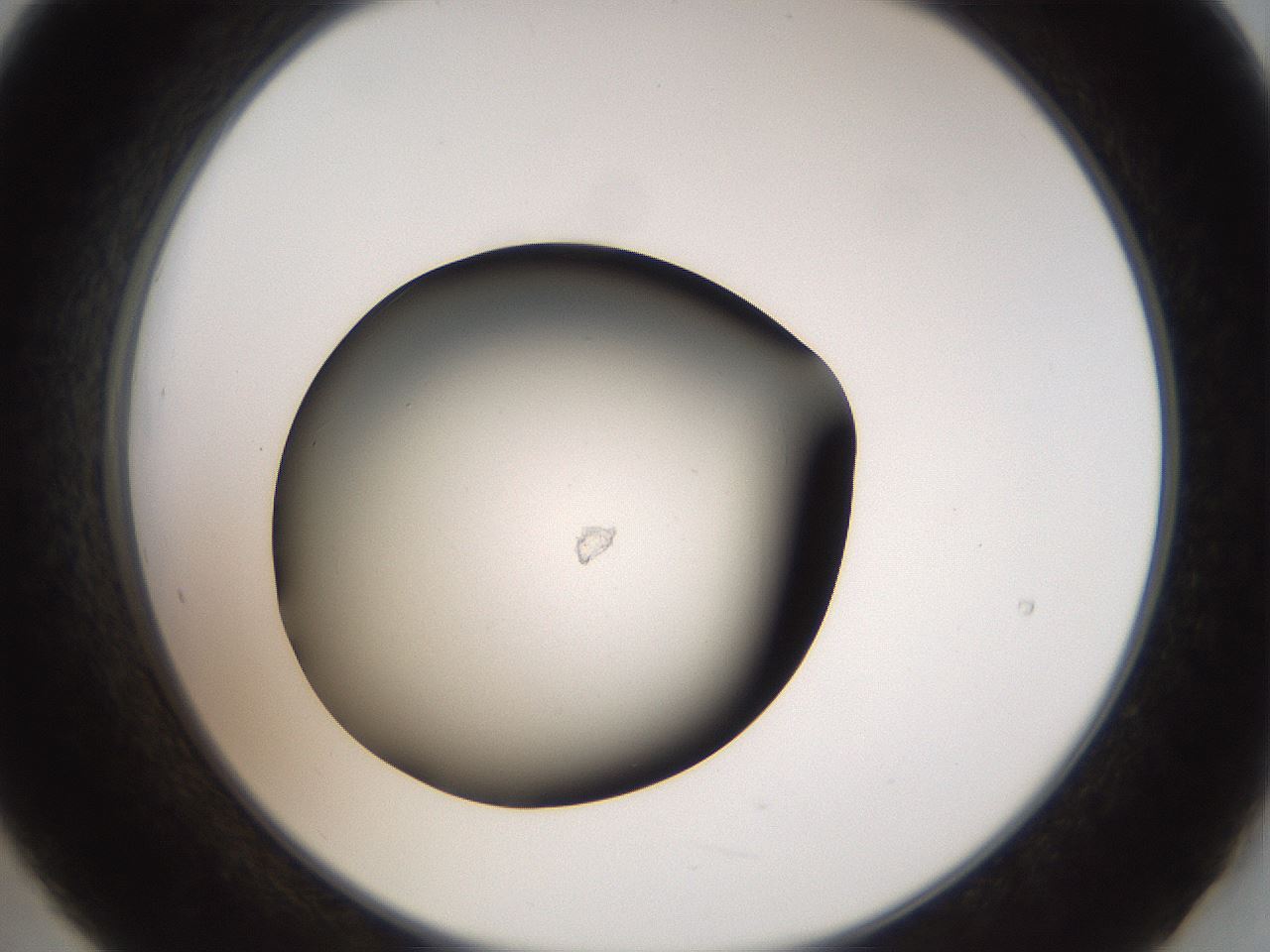 folderID40_plateID2040_batchID8993_wellNum21_profileID1_d2_r137504_ef.jpg