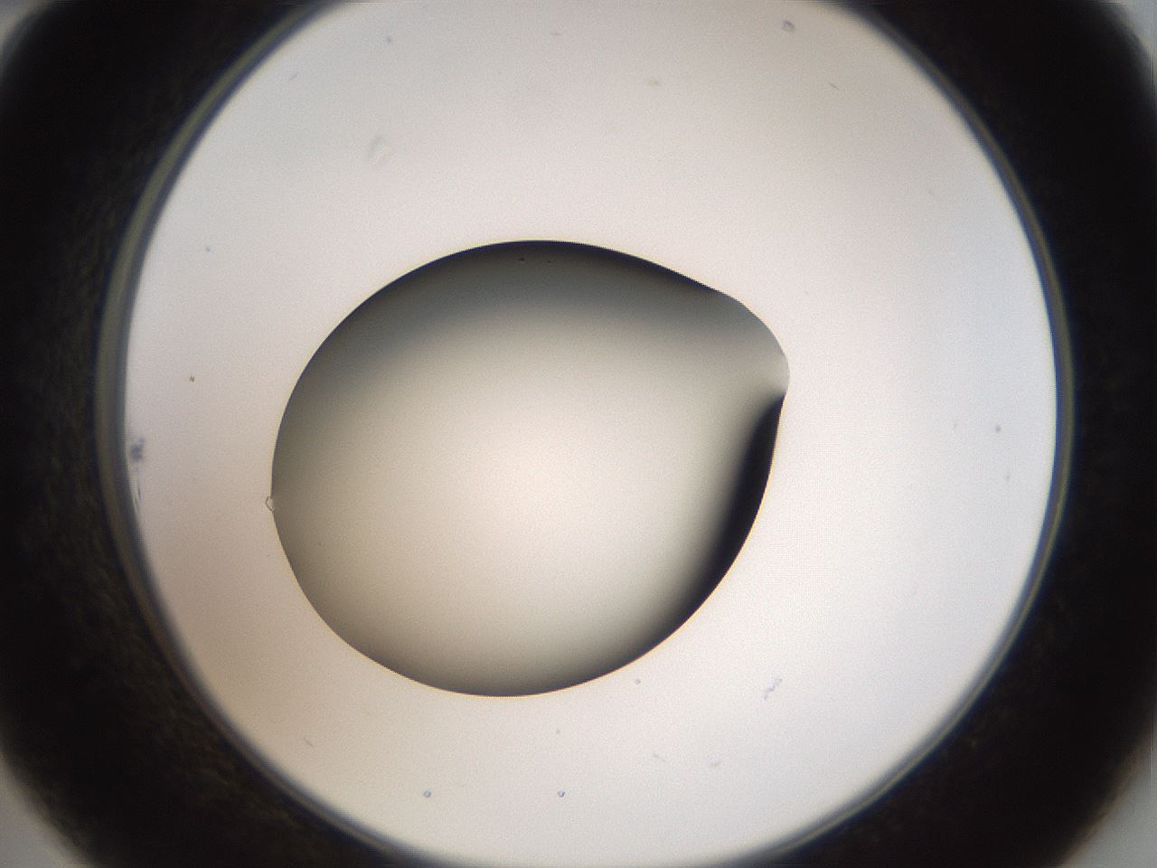 folderID40_plateID2040_batchID8993_wellNum22_profileID1_d2_r137506_ef.jpg
