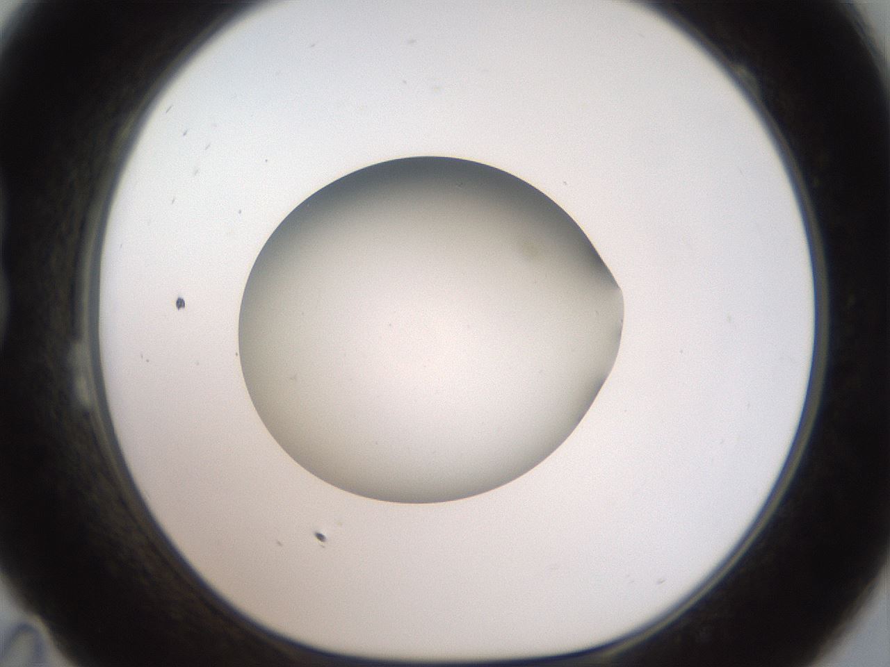 folderID40_plateID2040_batchID8993_wellNum23_profileID1_d1_r137507_ef.jpg