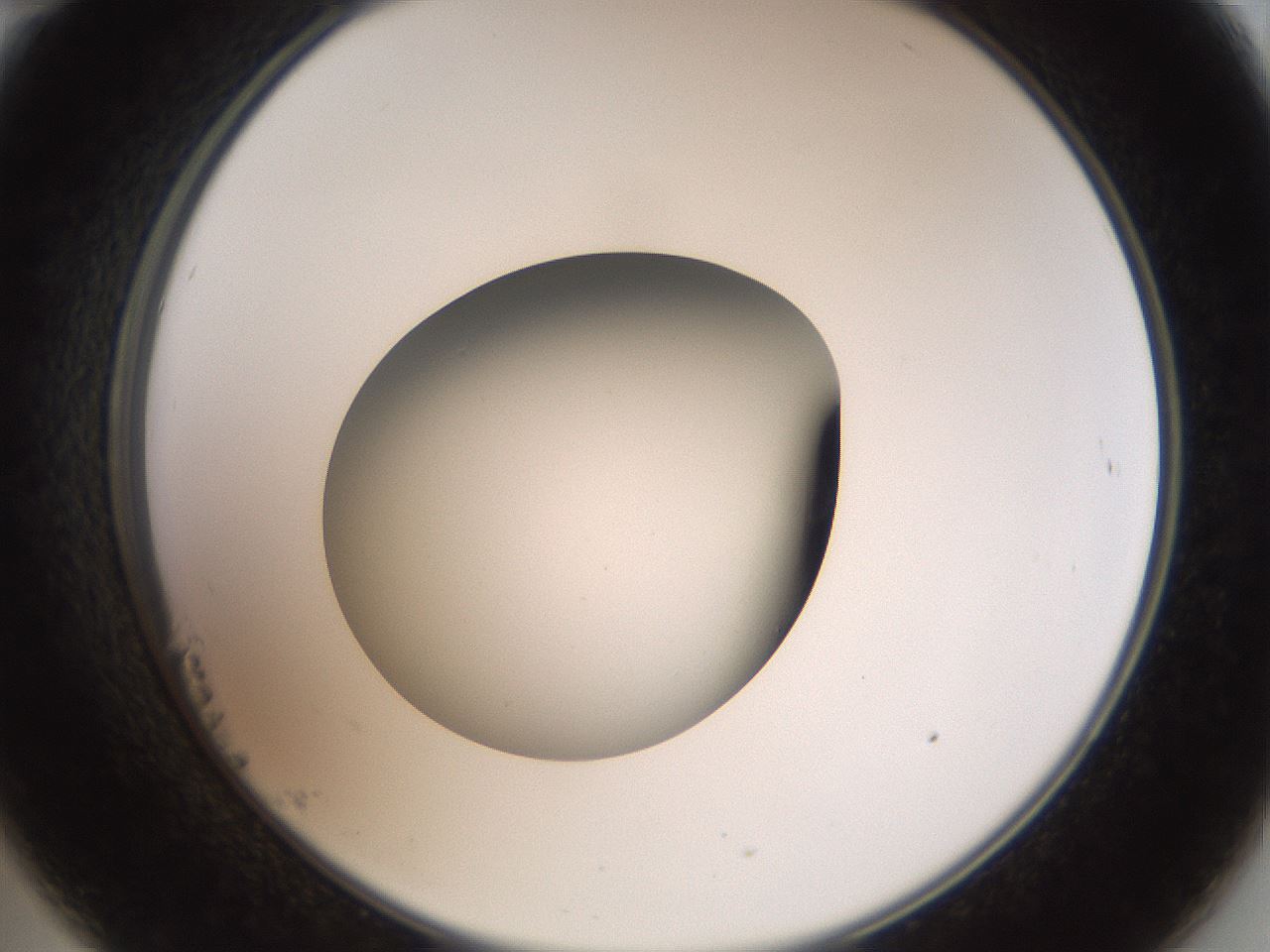 folderID40_plateID2040_batchID8993_wellNum23_profileID1_d2_r137508_ef.jpg