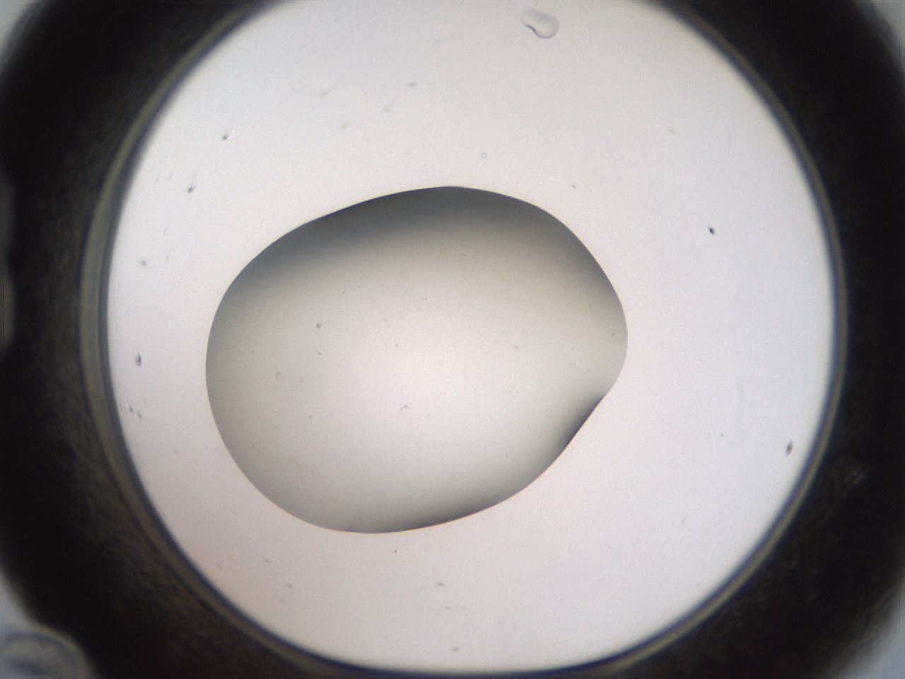 folderID40_plateID2040_batchID8993_wellNum24_profileID1_d1_r137509_ef.jpg