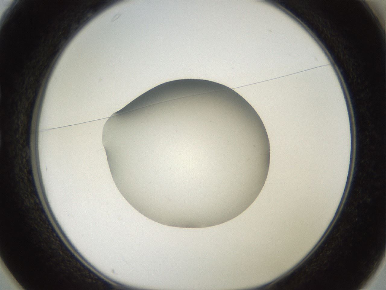 folderID40_plateID2040_batchID8993_wellNum25_profileID1_d1_r137511_ef.jpg