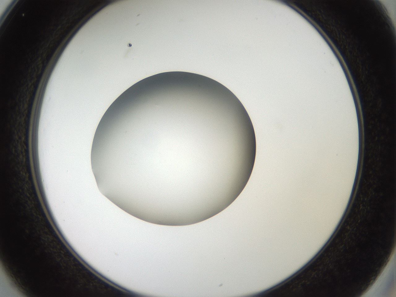 folderID40_plateID2040_batchID8993_wellNum25_profileID1_d2_r137512_ef.jpg