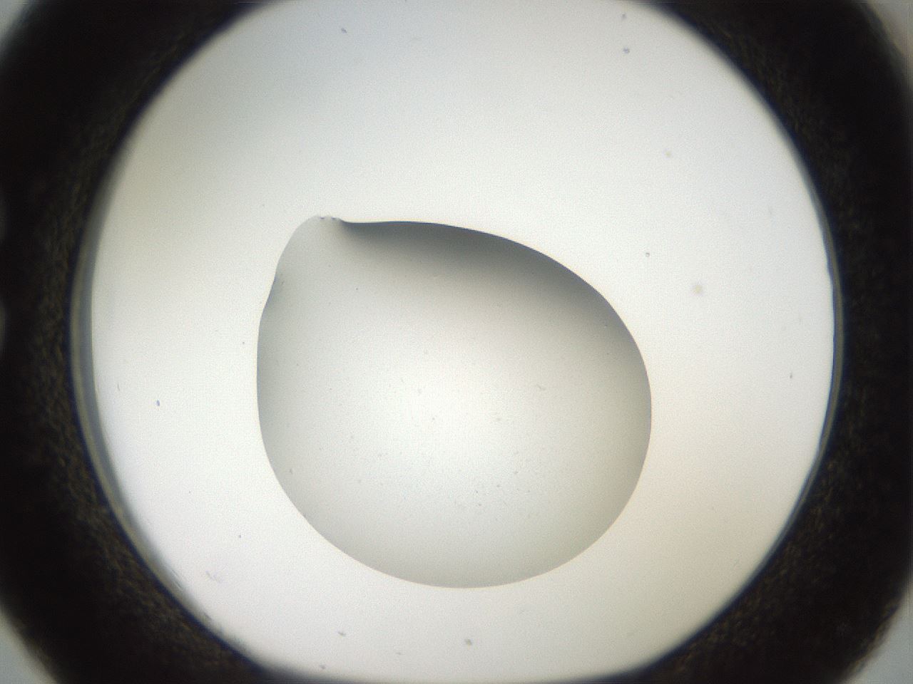 folderID40_plateID2040_batchID8993_wellNum26_profileID1_d1_r137513_ef.jpg