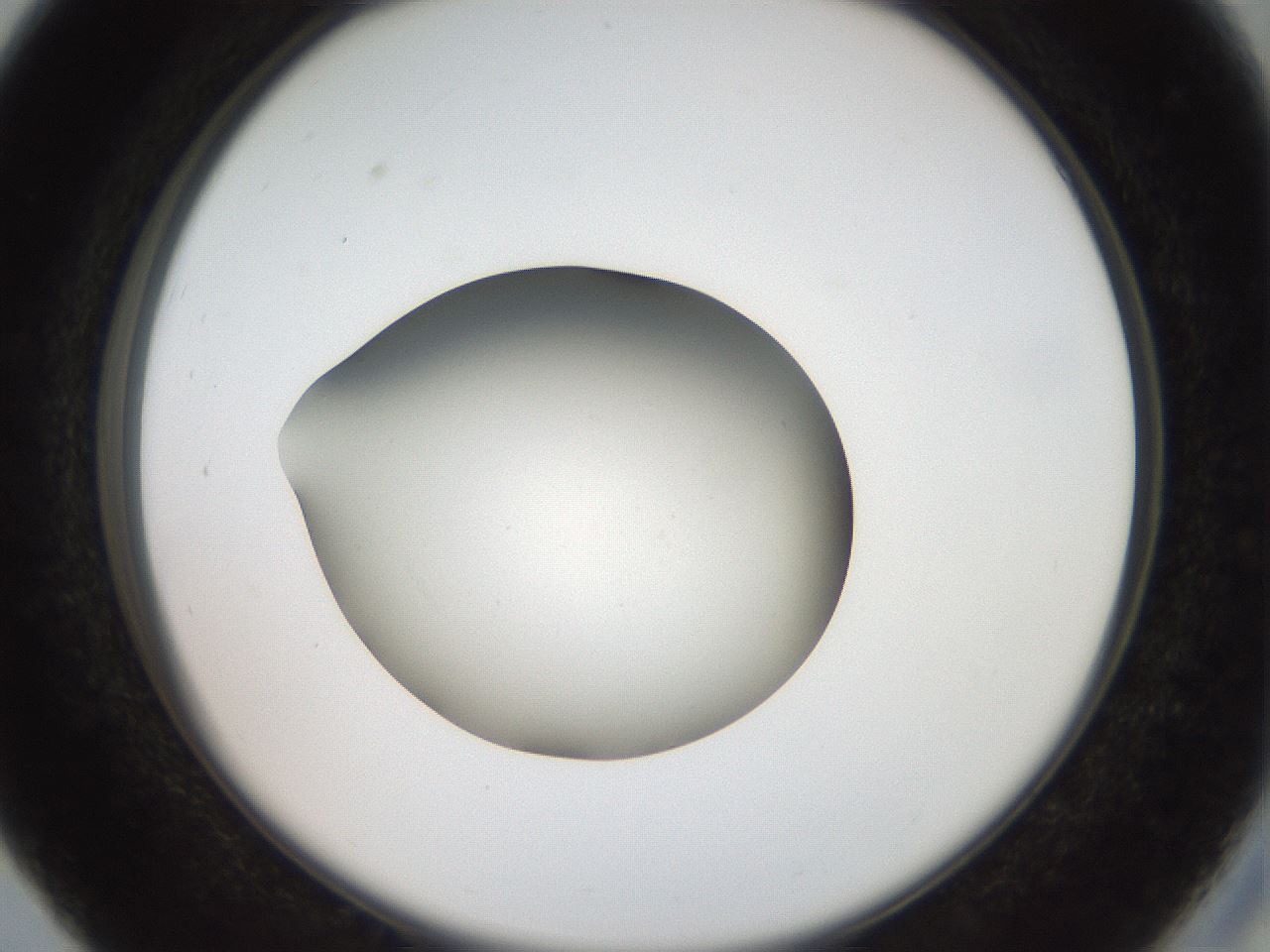 folderID40_plateID2040_batchID8993_wellNum27_profileID1_d2_r137516_ef.jpg