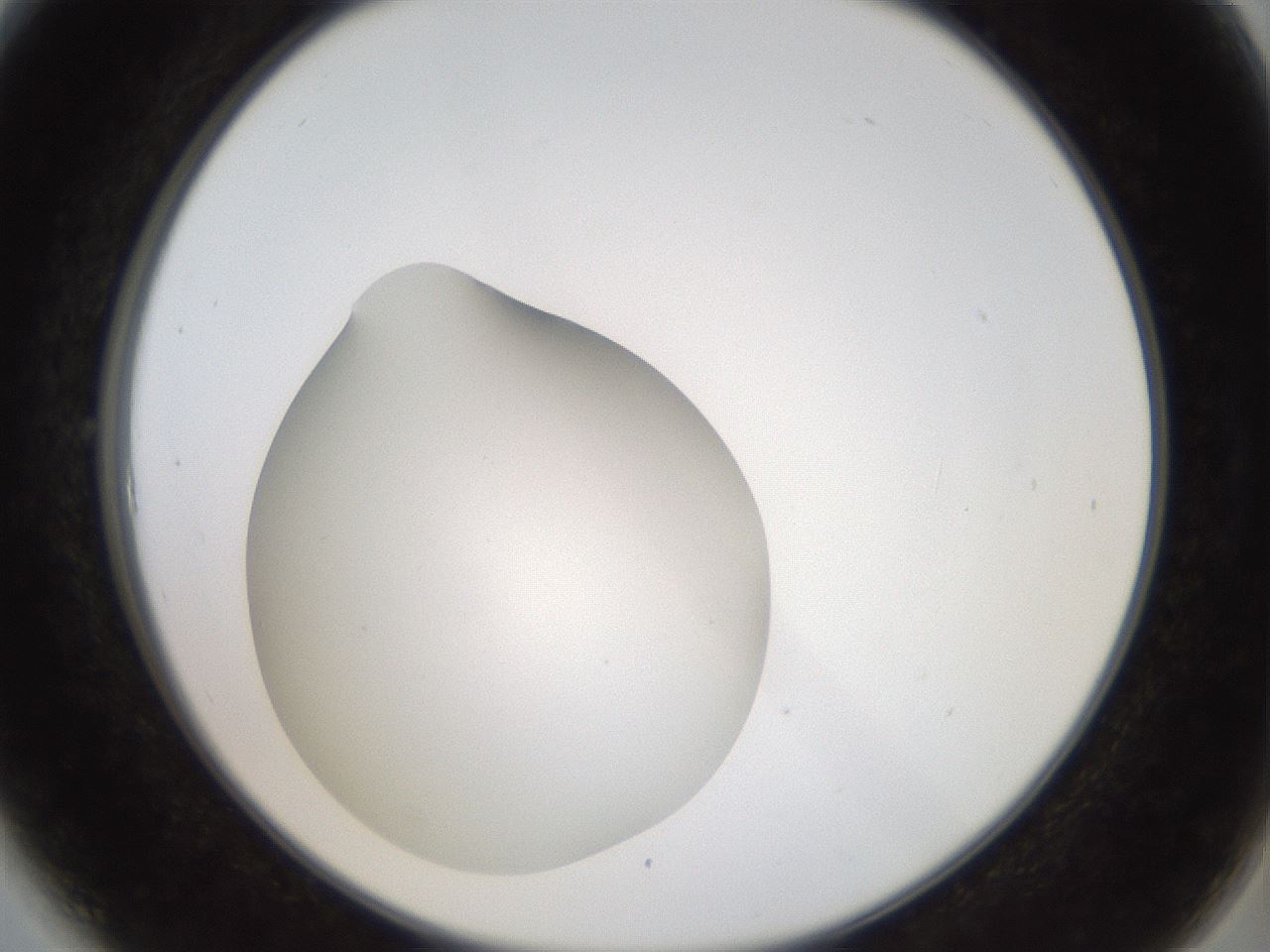 folderID40_plateID2040_batchID8993_wellNum6_profileID1_d2_r137474_ef.jpg
