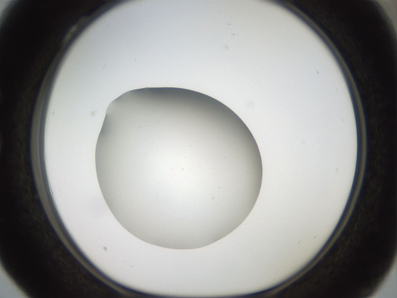 folderID40_plateID2040_batchID8993_wellNum28_profileID1_d1_r137517_ef.jpg
