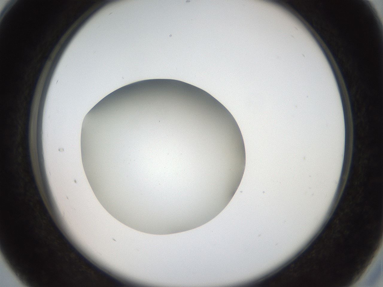 folderID40_plateID2040_batchID8993_wellNum28_profileID1_d2_r137518_ef.jpg