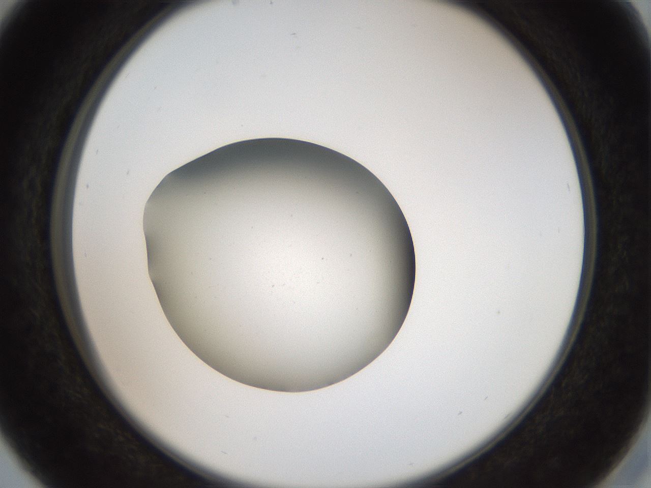 folderID40_plateID2040_batchID8993_wellNum29_profileID1_d2_r137520_ef.jpg