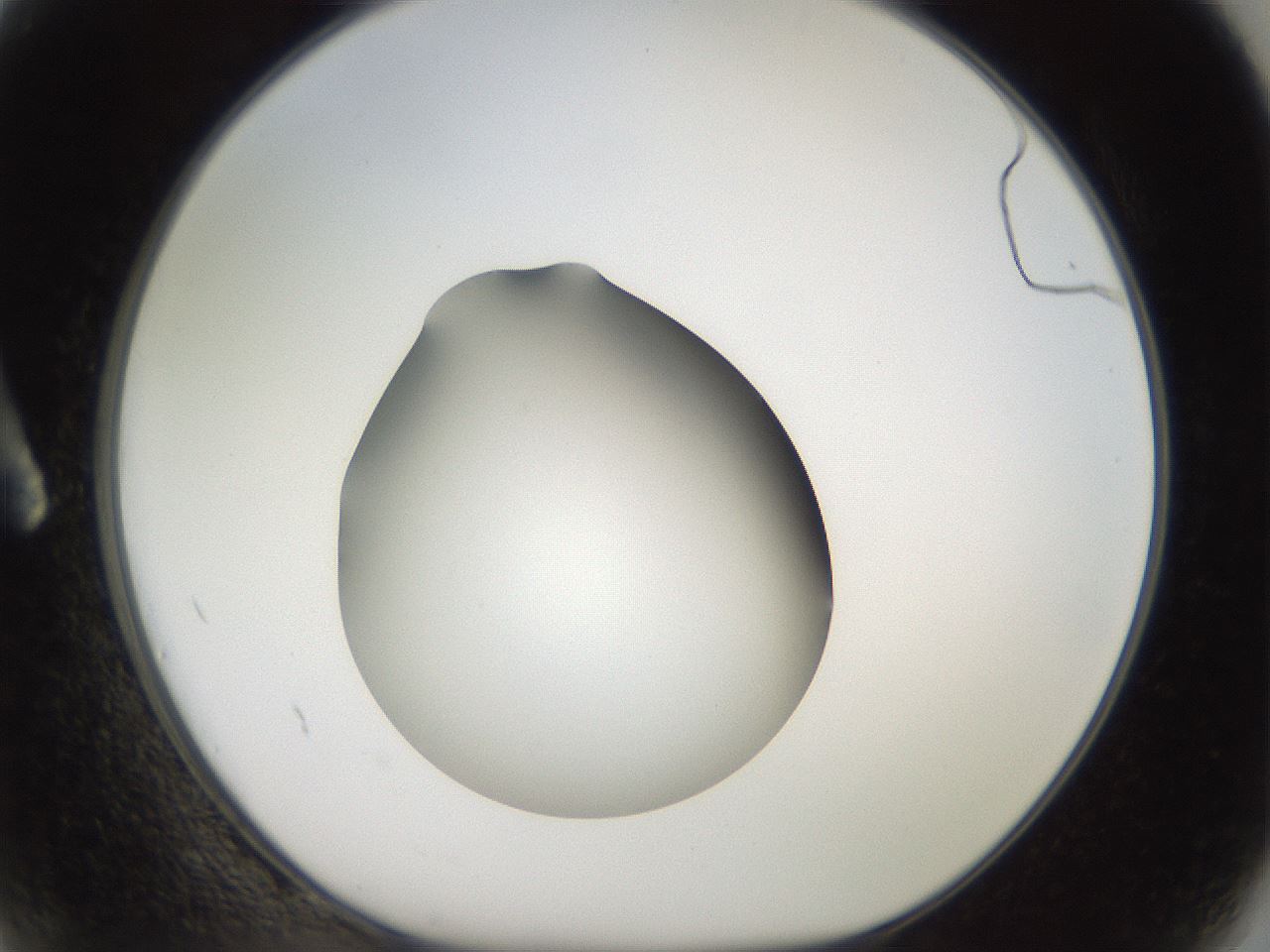 folderID40_plateID2040_batchID8993_wellNum2_profileID1_d1_r137465_ef.jpg
