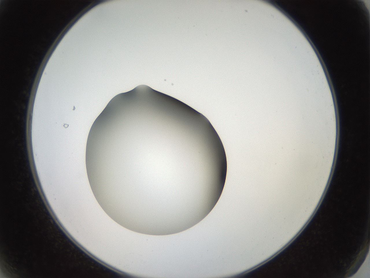 folderID40_plateID2040_batchID8993_wellNum2_profileID1_d2_r137466_ef.jpg
