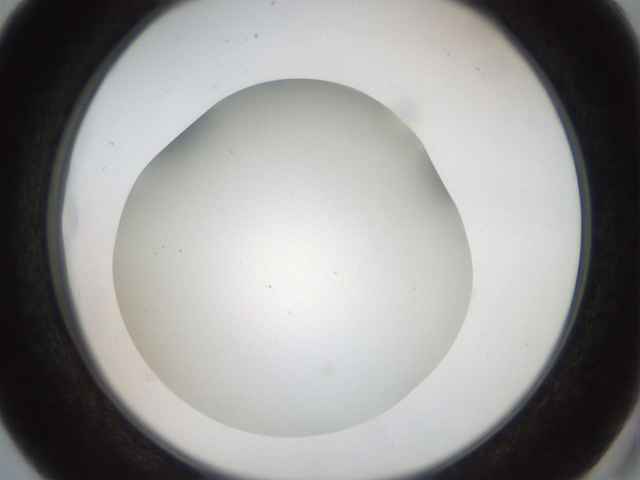 folderID40_plateID2040_batchID8993_wellNum40_profileID1_d2_r137542_ef.jpg