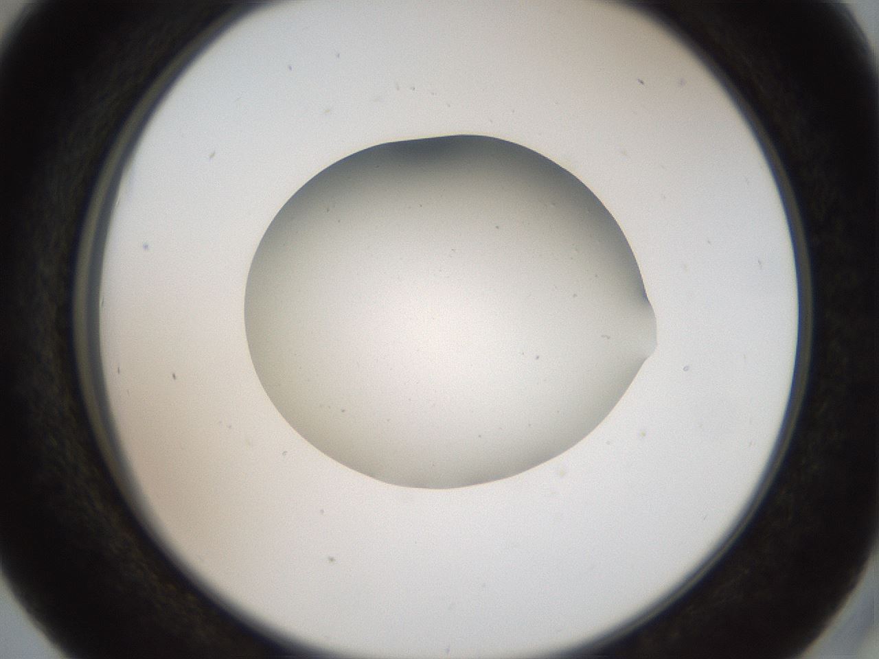 folderID40_plateID2040_batchID8993_wellNum41_profileID1_d2_r137544_ef.jpg