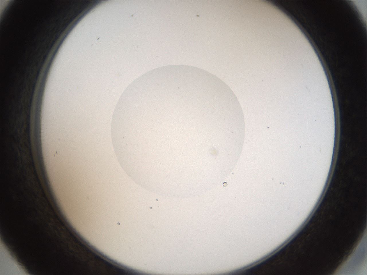folderID40_plateID2040_batchID8993_wellNum45_profileID1_d2_r137552_ef.jpg