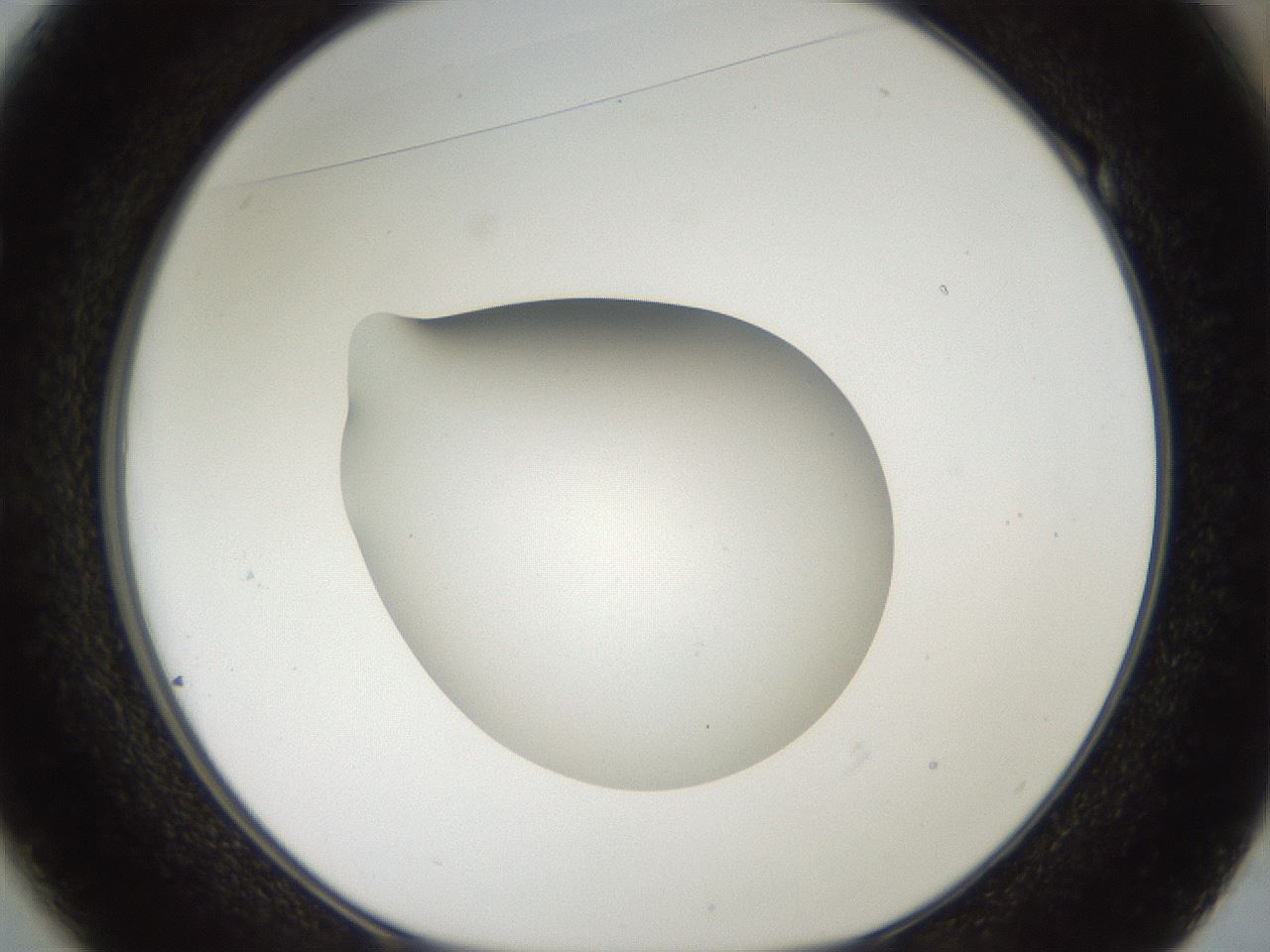 folderID40_plateID2040_batchID8993_wellNum49_profileID1_d1_r137559_ef.jpg