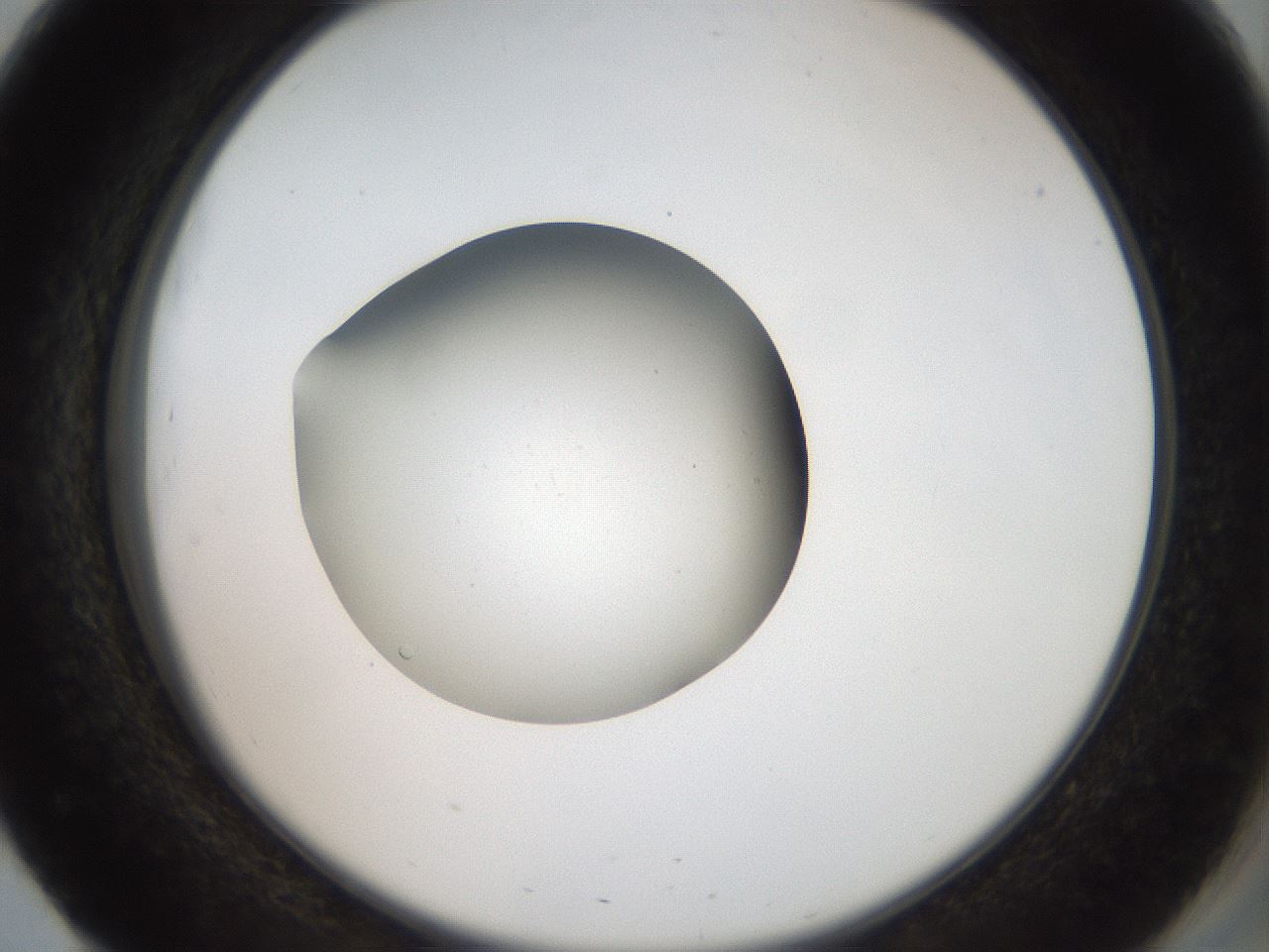folderID40_plateID2040_batchID8993_wellNum51_profileID1_d2_r137564_ef.jpg