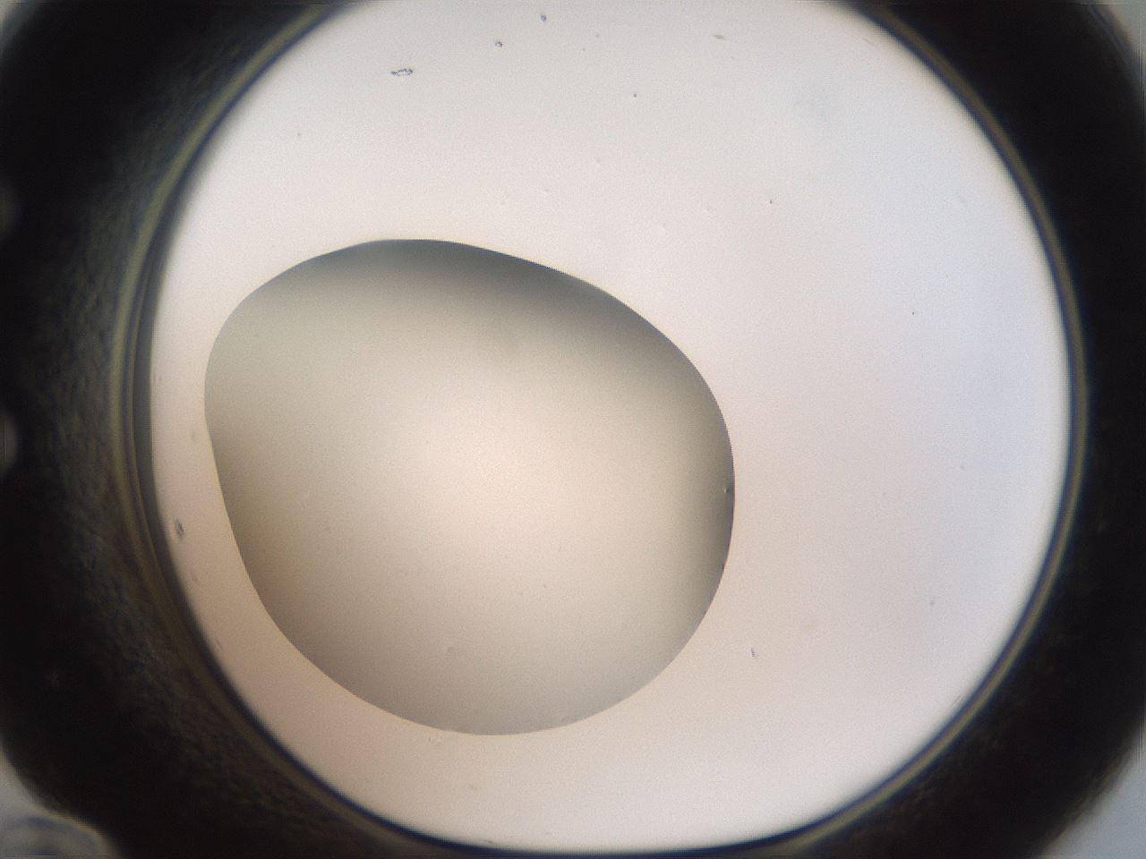 folderID40_plateID2040_batchID8993_wellNum60_profileID1_d1_r137581_ef.jpg