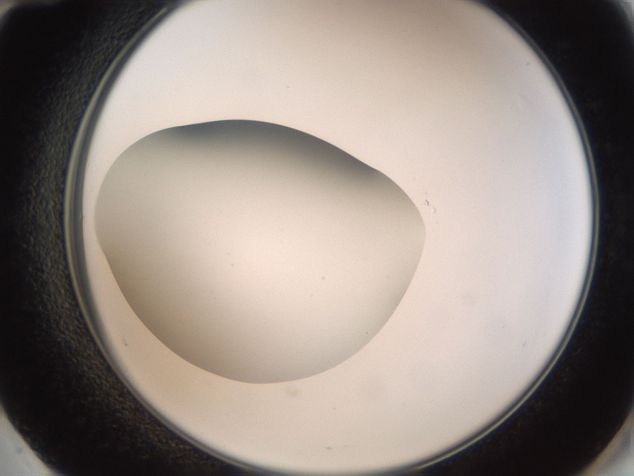 folderID40_plateID2040_batchID8993_wellNum60_profileID1_d2_r137582_ef.jpg