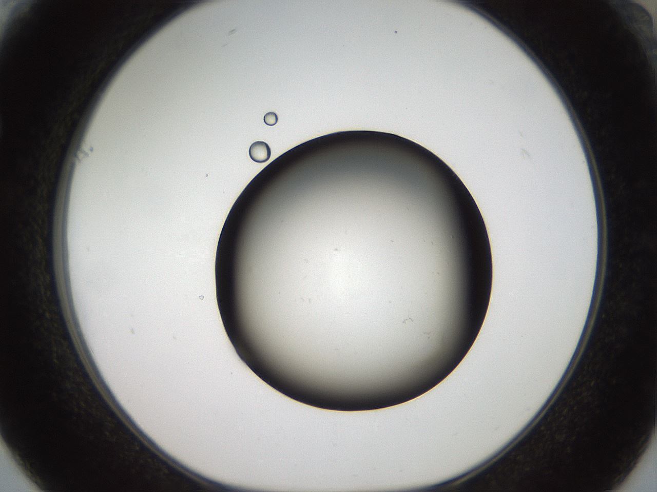 folderID40_plateID2040_batchID8993_wellNum61_profileID1_d1_r137583_ef.jpg